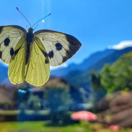 Adventure * Interlaken
